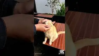 Pijat Refleksi Kucing Yang Bikin Si Oyen Rileks 😸