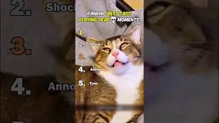 Рейтинг лучших моментов, где кошки играют в мертвецов