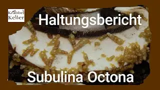 Haltungsbericht Brasilianische Trompetenschnecke (Subulina Octona)