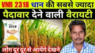 VNR 2318 धान की किस्म की सम्पूर्ण जानकारी || VNR 2318 Paddy seeds || dhaan ki top variety 2025