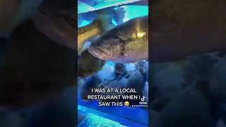 I was at a local restaurant when I saw THIS 😭#fishing #shark #sharkfishing #beachfishing #bassboats