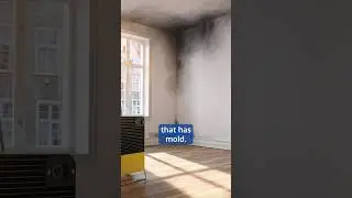 Will your #HomeInsurance cover #Mold removal from sudden and accidental water damage? #Shorts