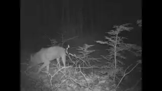 Coyote 6 on FR 722 (Crocker Pond snowmobile trail) across from one of the Albany South log landings