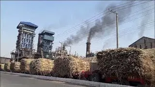 Sugar Mills Mafia | Corruption | Wormz View