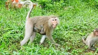 Fear mother monkey TEVA