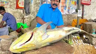 KASIMADU SEKAR BIG SIZE COBIA FISH CUTTING VIDEO #kasimeduselvam #fishcutting ￼￼