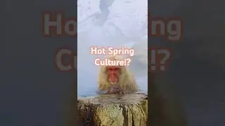 Monkeys in Hot Springs? It&rsquo;s Cultural! #animal #trivia #Monkey #shorts