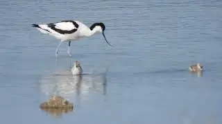 Pied Avocet, Avocetta (Recurvirostra avosetta) chick