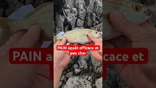 SAUPE au PAIN 🐟 FACILE #p&ecirc;che #fishing #m&eacute;diterran&eacute;e #fish #p&ecirc;chedubord