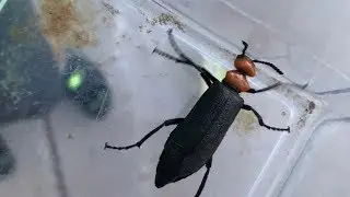 Giant Blister Beetle! Orange and Black Pain!