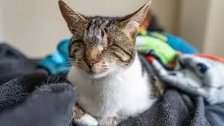 Blind Cat Purrs the Moment Dad Pets Her