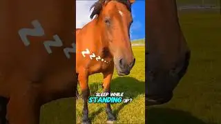 Horses Can Sleep Standing Up! 🐴💤