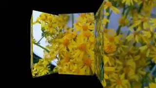 Beautiful Butterweed Plant  'Packera glabella' | Asteraceae Family