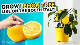 Grow South Italy's bountiful lemon trees! Easy gardening