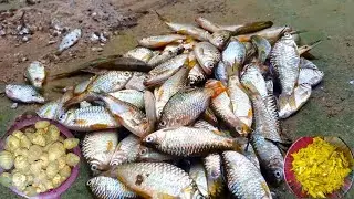 Small Fish Curry With Taro Root Cooking By Village Women | small fish recipe | small fish curry