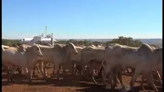 VFL NUTRI&Ccedil;&Atilde;O ANIMAL VIDEO INSTITUCIONAL COM LOCU&Ccedil;&Atilde;O DE PAULO OTTARAN