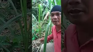 Merawat tebu buto ijo sangat mudah