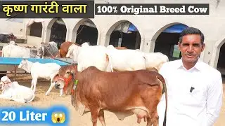 ​नाम ही काफी है! 'कृष्णा गारंटी वाला' की शुद्ध साहीवाल और थारपारकर गायें | Sahiwal Cow 20 Liter Milk