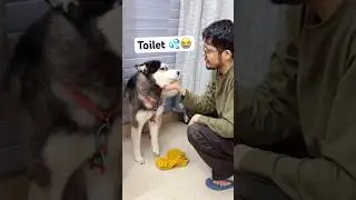 My dog Need to Stop 💦😭 #shorts #dog #husky #trendingsong