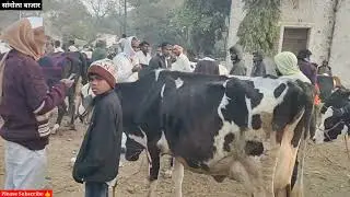 HF गायींच्या किंमती झाल्या कमी सांगोला बाजार / HF Cow Market Sangola