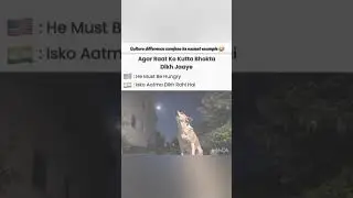 Dogs breed in different country #dog #dogshorts #comedy #funny #country #music #talwinder  #artist
