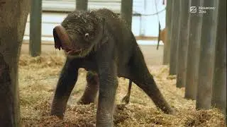 Houston Zoo Welcomes Baby Elephant