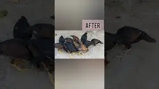 #aseel #chicks #rooster #hen #chicken #henhouse #bird #babychickens #raisingchickens #viralvideo