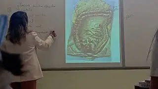 Anatom&iacute;a 2 Teor&iacute;a Intestino grueso #4 flexura colica der
