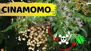 CINAMOMO, CONHE&Ccedil;A AS UTILIDADES DESTA &Aacute;RVORE!