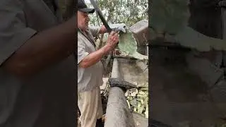 cortando palma para os animais