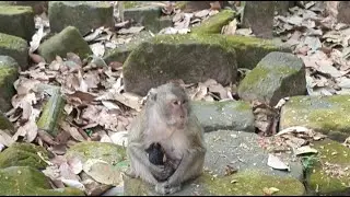Vicky just give birth, Monkey Lily is live!