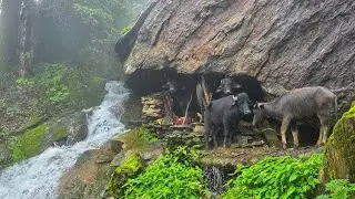 Nepali Mountain Village Life in Rain | Shepherd Life | Heavy Rainy Day  | Organic Shepard Food | 