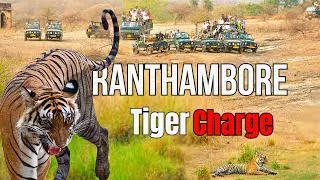 Tiger Ran to Attack &mdash; Then Growled Near Our Gypsy (RANTHAMBORE)