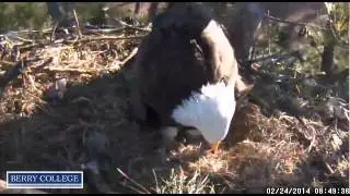 Berry college Eagles February 24, 2014