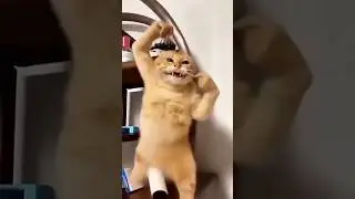 😼 My Cat Is a Self-Defense Expert! 🤔🤣🤣