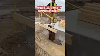 Beaver taking his lumber back! #funny #wildlife #animals