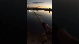 Catfish on a trout line ? Fishing in California trout season! #camping #offgrid #california