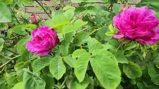 Tea rose with fragrant petals.-Relaxation and good mood with flowers.