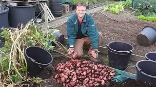 Огромный урожай картофеля, выращенного в контейнерах