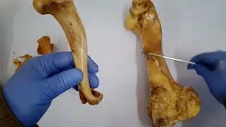 comparative anatomy of humerus