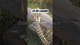 KID FINDS DINOSAUR BONES! #dad #outdoors #hiking #dinosaur #bones
