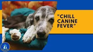 How to LOWER A DOG&rsquo;S FEVER 🐶🌡 Home remedies to reduce fever in dogs ✅ online video cutter com