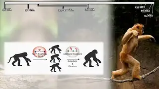 Human Evolution in Context