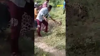 Crowd harassed Sick Leopard wandering | IKN Snaps