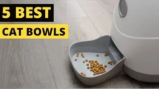 TOP 5: Best Cat Bowls | Cat Feeding Bowl