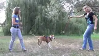 Dog Training Toy for Large and Medium Dog Breeds