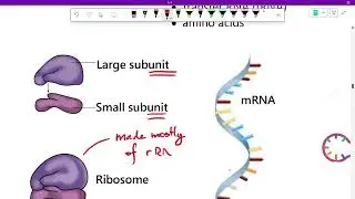2026-01-14 Protein Synthesis in more Depth