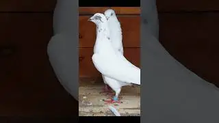 ANDHRA LAMBADI PIGEON PAIR OF SHIVDAS #lambadipigeon #pigeonshortsvideo #andhrapigeon
