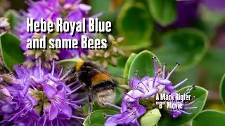 Hebe Royal Blue and slow motion Bees  #bee #slowmotion #flower