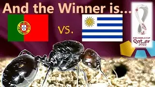 Portugal vs Uruguay ⚽ World Cup 2022 Qatar | 🐜 Guessing Queen Ant